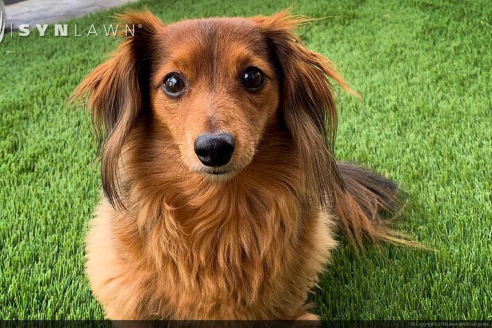 SYNLawn Bermuda pets artificial grass safe for dogs cats and all animals