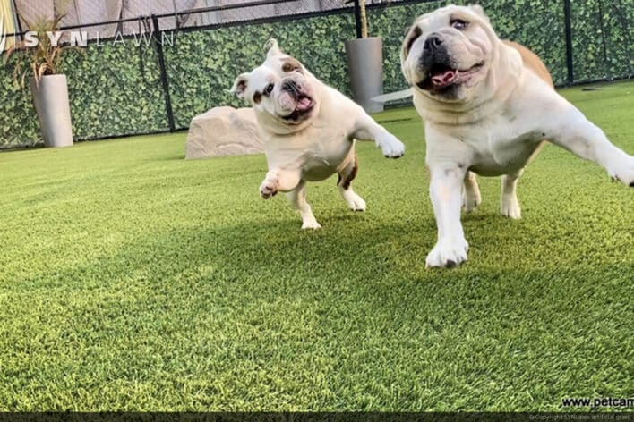 SYNLawn Bermuda pets camp dogs playing doggy day care facility